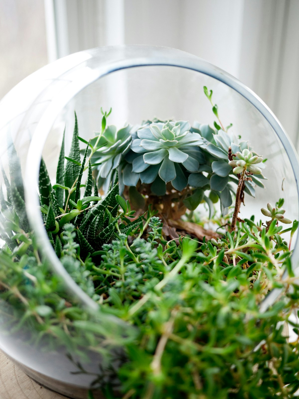 Geometric Glass Terrarium with Latch