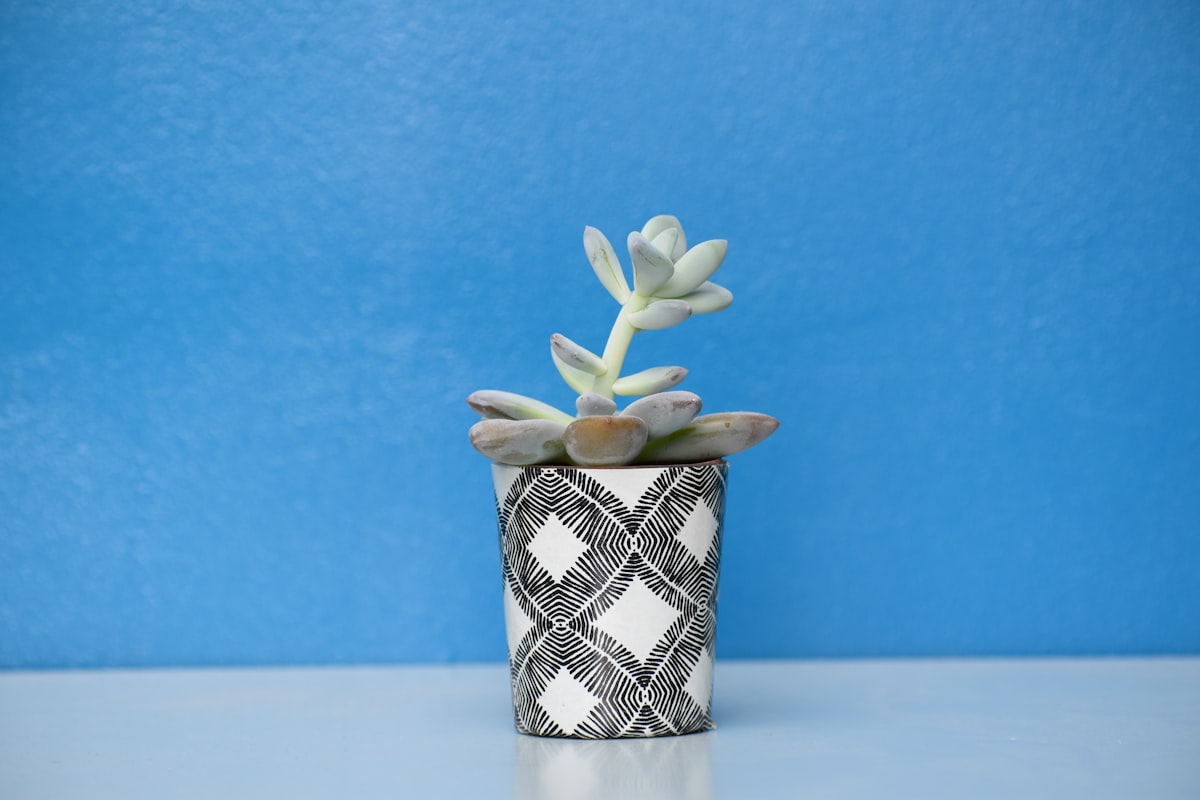 Smile Face Succulent Planter