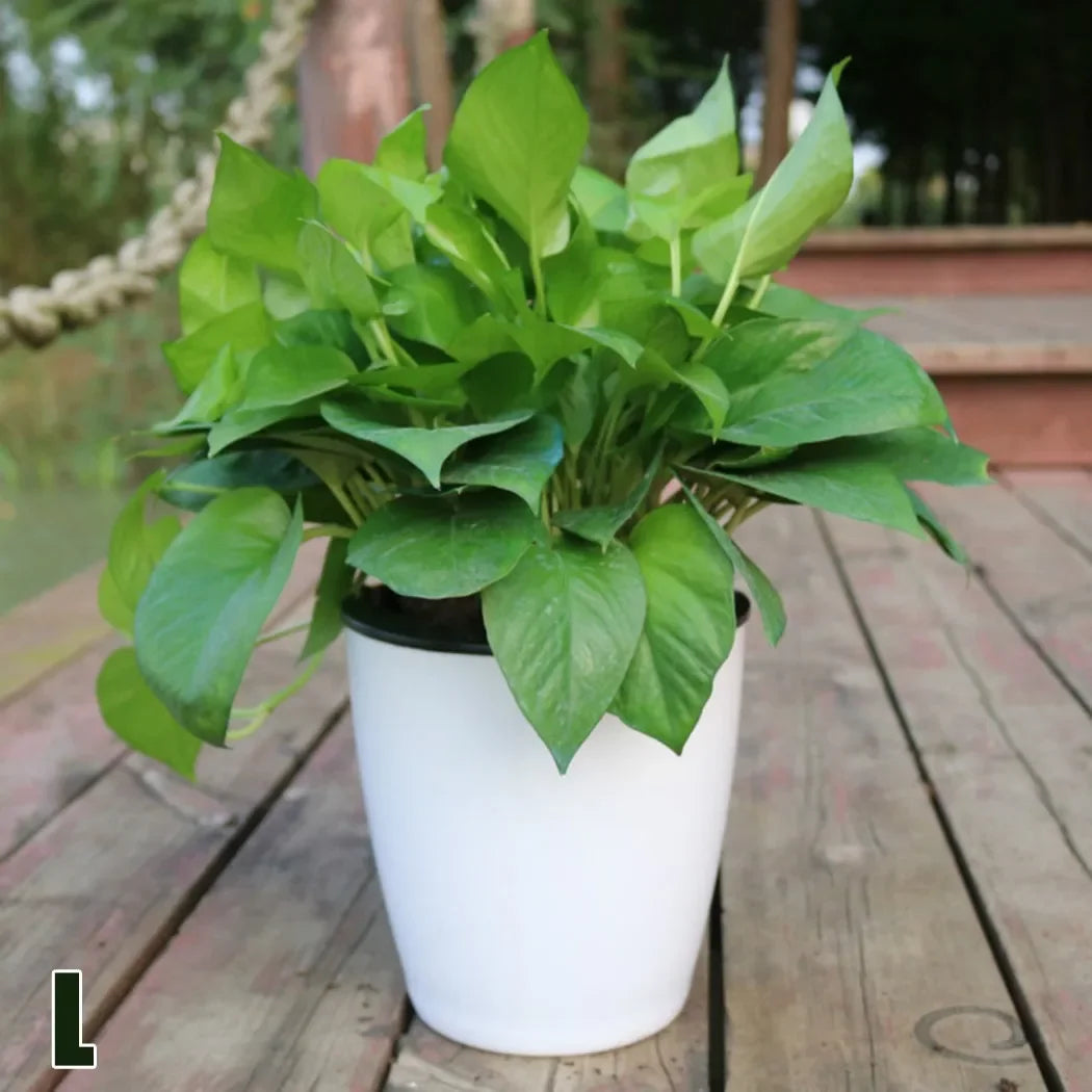 Lazy Flower Pot Self-Watering Plant Flower Pot Planter for Soilless Planting Flowers Tabletop Bonsai Decor Home Garden Supplies