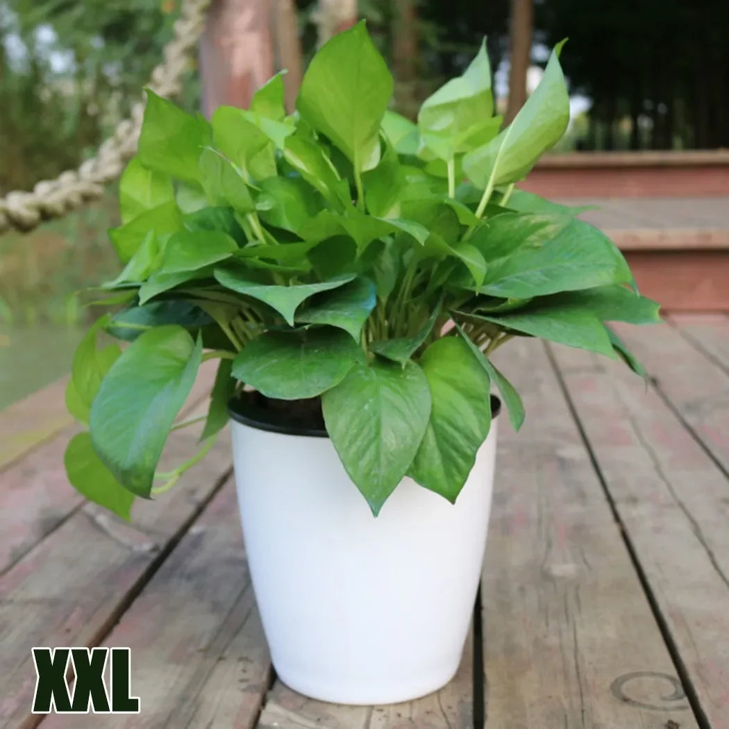 Lazy Flower Pot Self-Watering Plant Flower Pot Planter for Soilless Planting Flowers Tabletop Bonsai Decor Home Garden Supplies