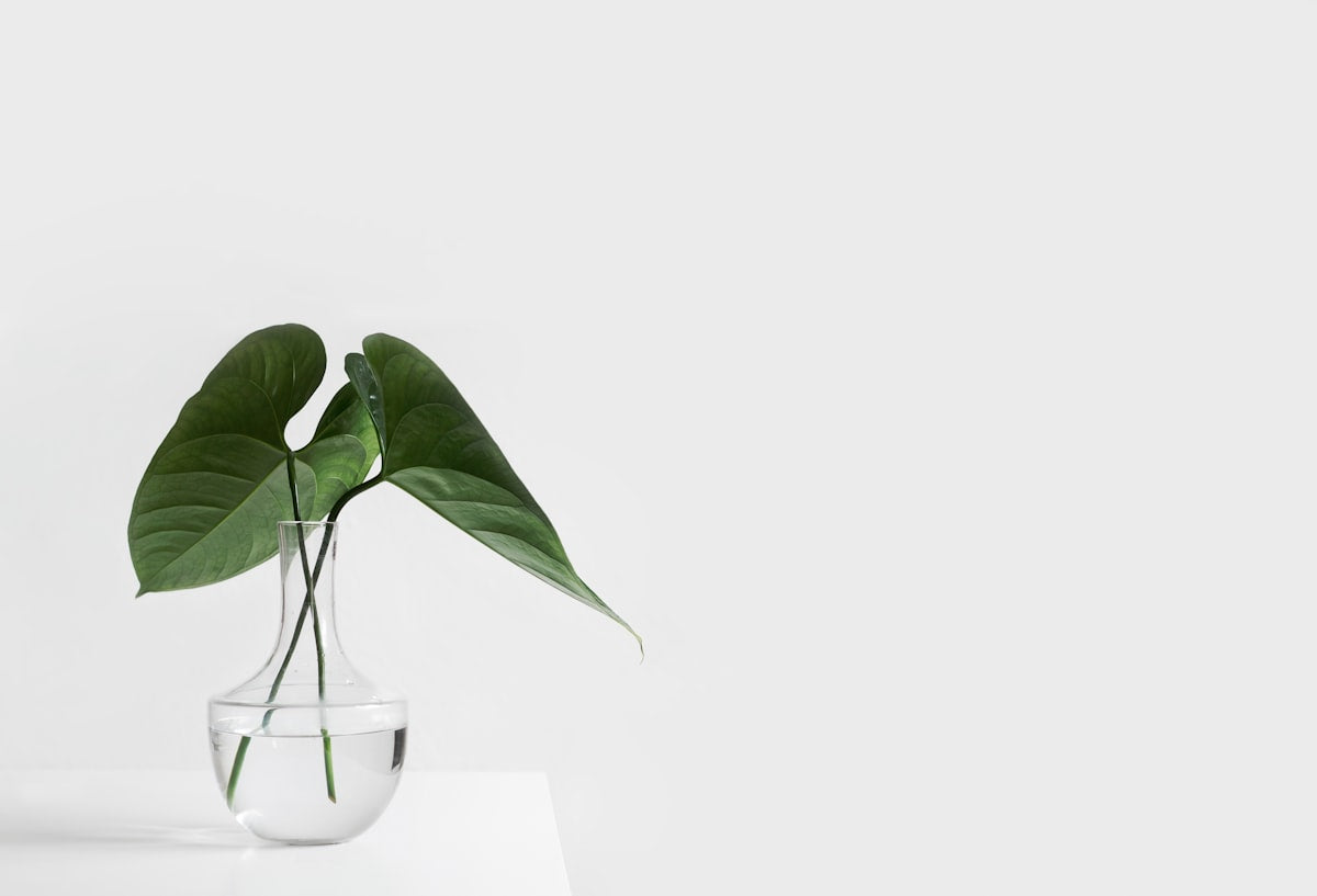 Glass Propagation Station Vase