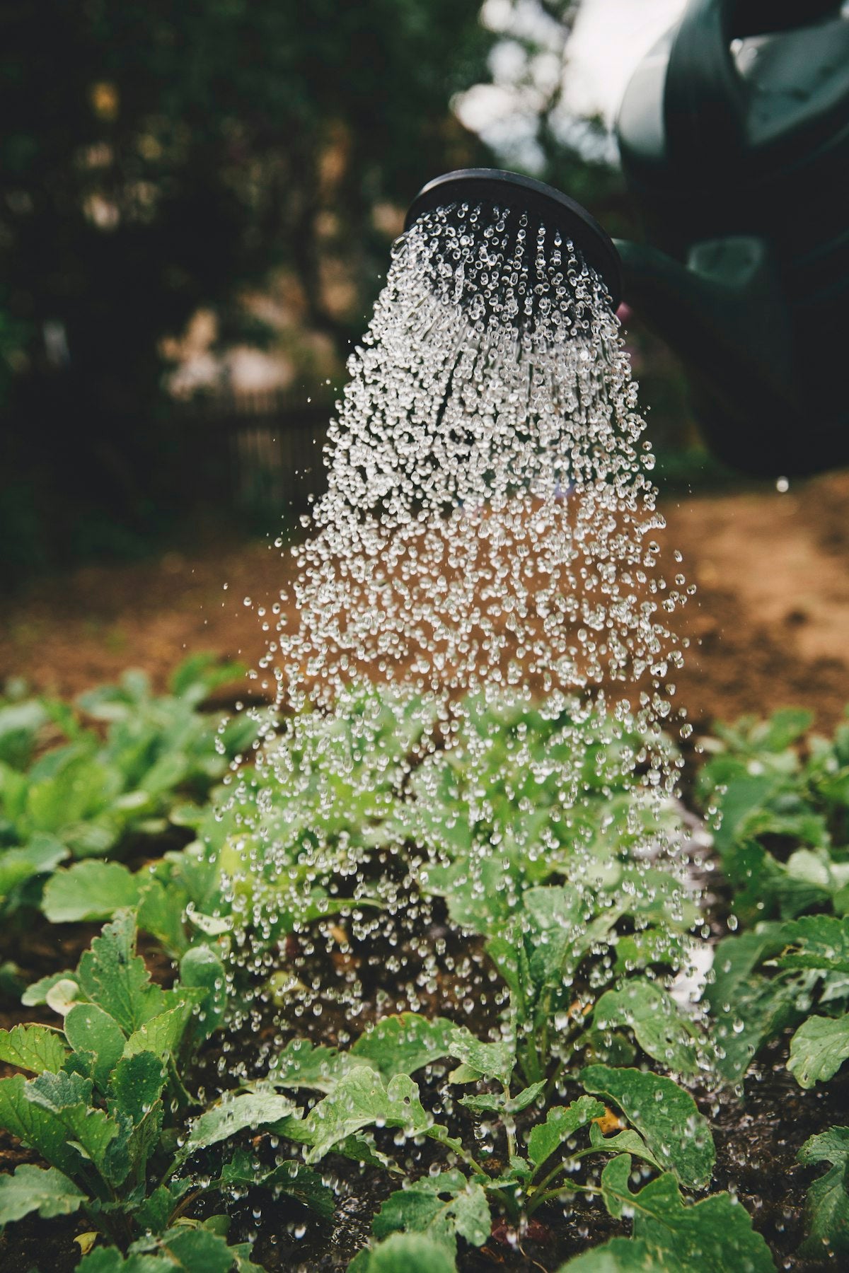 Self-Watering Plant Pot