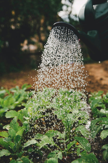 Self-Watering Plant Pot