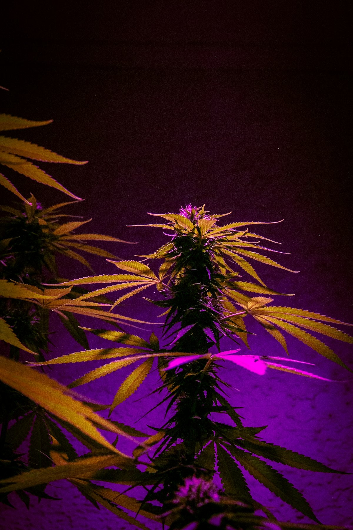 Tripod LED Grow Light – Full Spectrum Indoor Plant Lamp