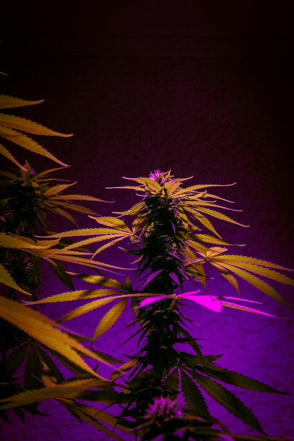 Tripod LED Grow Light – Full Spectrum Indoor Plant Lamp